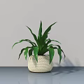 Potted Plant With Green Leaves In Woven White Pot On Smooth Table Grey Wall Background