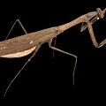 Brown Mantis Insect With Long Legs And Extended Front Limbs On Black Background 3d model