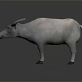 3D Rendered Water Buffalo Model With Detailed Horns And Gray Coloring
