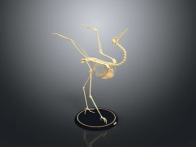 Golden Bird Skeleton Model Standing On Black Circular Base With Gray Gradient Background 3d model