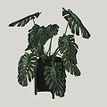 Monstera Potted Plant With Large Green Leaves In Black Pot And Wooden Stand