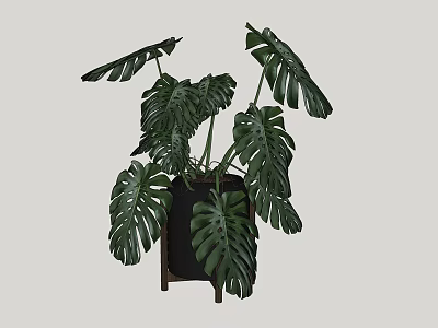 Monstera Potted Plant With Large Green Leaves In Black Pot And Wooden Stand 3d model