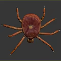 Red Tick with Orange Legs and Vibrant Red Body on Dark Background Close Up View