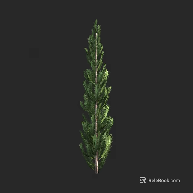 Tall Arbor With Dense Green Foliage And Upright Growth Habit Against Dark Background 3d model 