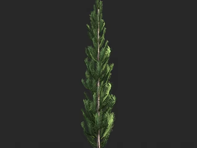 Tall Arbor With Dense Green Foliage And Upright Growth Habit Against Dark Background 3d model