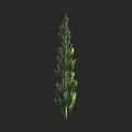 Tall Arbor With Dense Green Foliage And Upright Growth Habit Against Dark Background