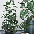 Indoor Decorative Potted Green Plants with Large Leaves in Various Stylish Pots Against Marble Wall