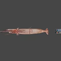 Cooked Whole Shrimp with Long Antennae and Curved Tail on Gray Surface