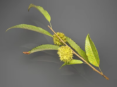 Chestnut Branch With Green Leaves And Spiky Fruits On Gray Background 3d model Chestnut Branch With Green Leaves And Spiky Fruits On Gray Background 3d model
