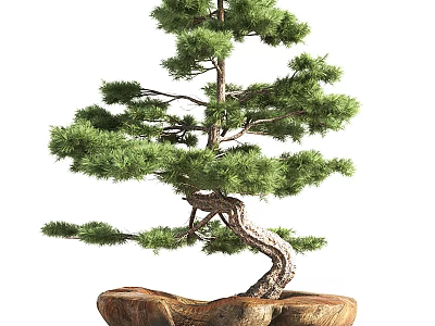 Bonsai Tree With Curved Trunk And Green Pine Needles In Natural Pot 3d model