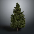Lush Pine Tree With Dense Green Foliage And Brown Trunk Against Gray Background 3d model