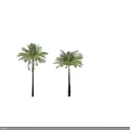Two tall palm trees with slender trunks and green yellow fronds isolated on white background