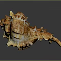 Unique Spiral Conch Shell With Spiked Edges Textured Surface And Brown White Hues