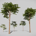 Different Sizes of Trees with Lush Green Leaves and Brown Trunks Displaying Various Growth Stages