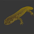 Close Up View Of Salamander With Unique Coloration And Skin Texture On Gray Background