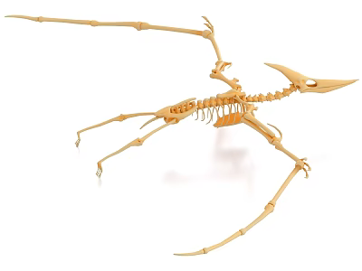 Wooden Pterosaur Skeleton Ornament Decoration Set With Detailed Structure For Home Decor 3d model