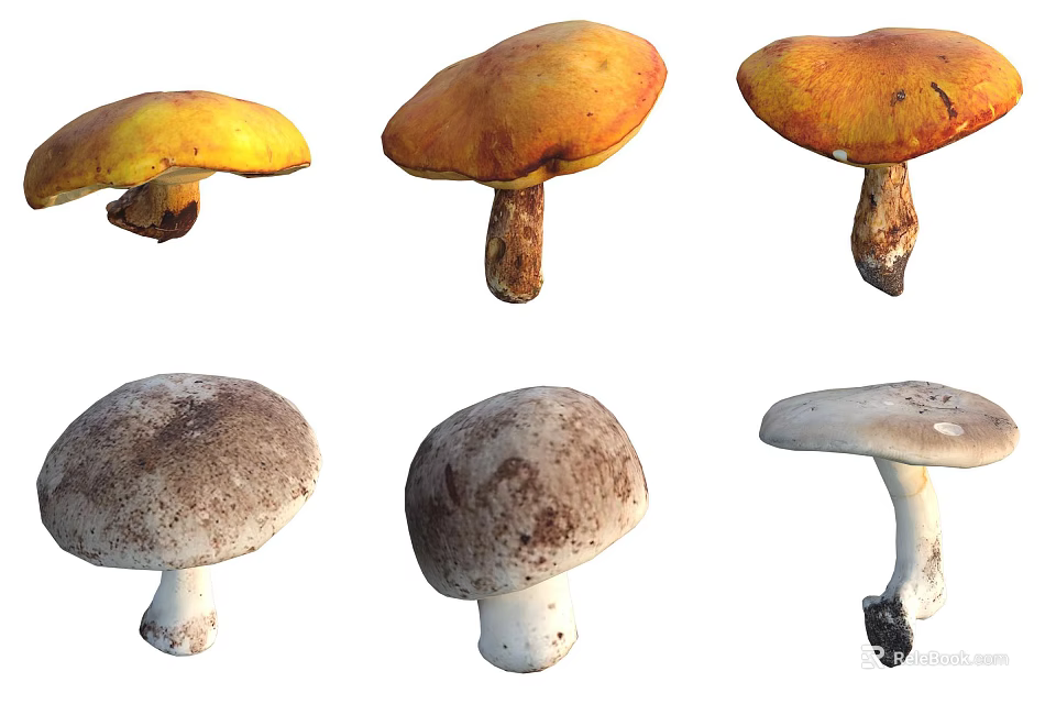 Various Wild Mushrooms With Different Colors And Shapes On White Background 3d model 
