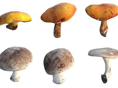 Various Wild Mushrooms With Different Colors And Shapes On White Background 3d model
