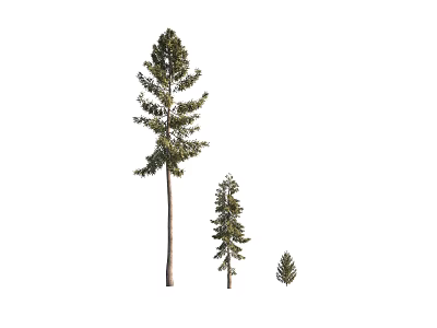 Arbor Trees in Three Different Sizes With Green Foliage And Growth Stages 3d model