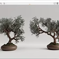 Two Bonsai Plants with Curved Trunks and Green Foliage in Brown Pots for Indoor Decoration