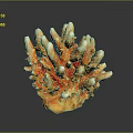 Vibrant Orange Yellow Branched Coral Structure Hosting Thriving Marine Polyps