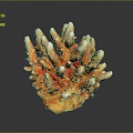 Coral Red Coral White Coral Blue Coral Gold Coral Black Coral Ball Coral Grass Coral Fine Finger Anemone 3d model