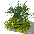 Lush Green Shrubs With Diverse Leaf Shapes For Outdoor Garden Landscaping