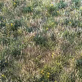 Wildflowers And Green Grass Growing In Natural Outdoor Field With Yellow Blooms