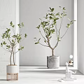 Bonsai Potted Plants With Lush Green Leaves In Concrete And Textured White Pots