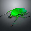 Vibrant Green Flying Beetle with Shiny Exoskeleton Detailed Legs and Dark Background