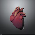 Realistic 3D Rendered Human Heart Organ with Detailed Blood Vessels on Dark Background