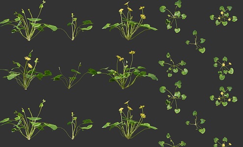 celandine mountain coptis herbs heartbroken herb celandine plants shrub flowers combination ground coptis chinese herbs 3d model