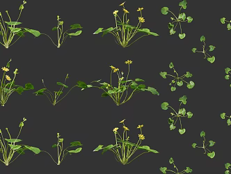 celandine mountain coptis herbs heartbroken herb celandine plants shrub flowers combination ground coptis chinese herbs 3d model
