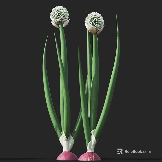 Long Green Stemmed Plants With White Flower Bulbs And Lush Foliage 3d model 