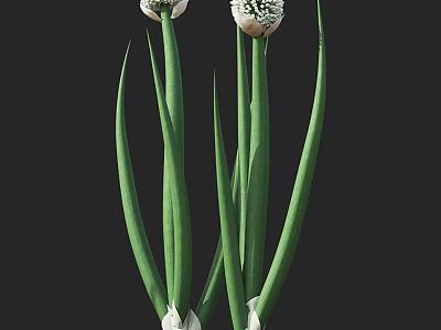 Long Green Stemmed Plants With White Flower Bulbs And Lush Foliage 3d model