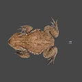 Brown Toad With Rough Skin And Small Colorful Object On Gray Background 3d model