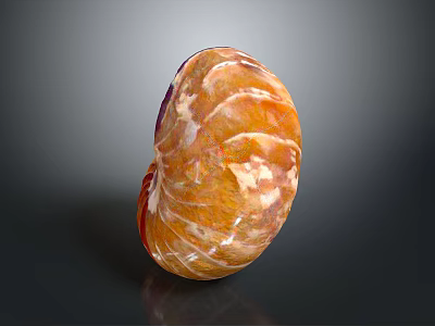 Nautilus Spiral Shell With Orange And White Texture On Dark Background 3d model