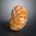 Nautilus Spiral Shell With Orange And White Texture On Dark Background