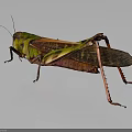 Detailed Green and Brown Grasshopper with Long Legs and Transparent Wings on Gray Background