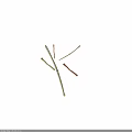 Natural Plant Branches With Slender Yellow And Brown Stems Crossed On White