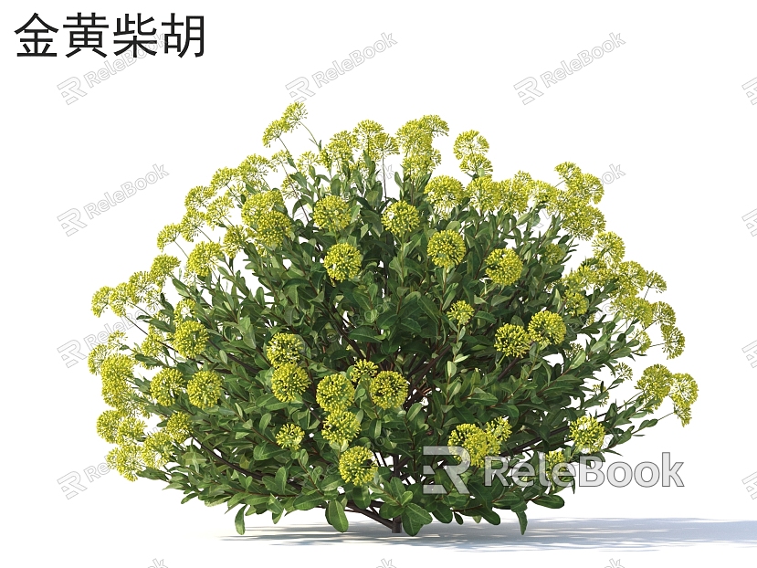 Golden Bupleurum flowers, plants, shrubs, plants model