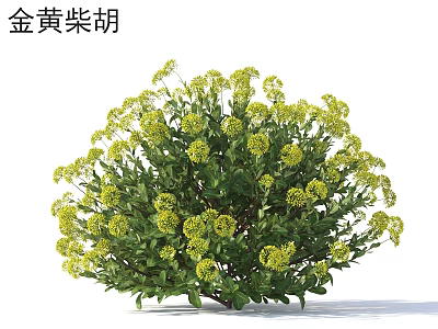 Golden Bupleurum Shrub With Vibrant Golden Flowers And Lush Green Leaves 3d model