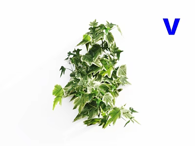Ivy 3d model