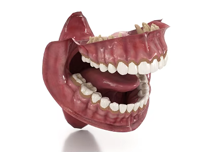 Detailed Human Oral Anatomical Model Showing Teeth Gums And Tongue Structure 3d model