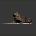 Brown Frog With Large Eyes On White Paper Against Gray Background