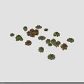 Various Guanyinlian Succulent Plants with Rosette Shaped Leaves and Colorful Foliage