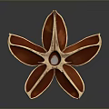Red Star Shaped Anise Pod Fresh Botanical Plant Close Up View