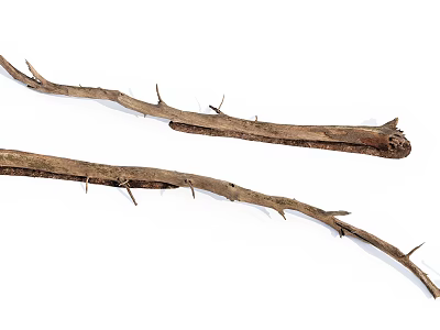 Rustic Dry Wood Branches With Spiky Thorns Natural Organic Texture 3d model