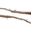 Rustic Dry Wood Branches With Spiky Thorns Natural Organic Texture