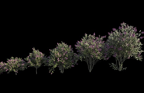 Plant Shrub Forest Shrub 3d model